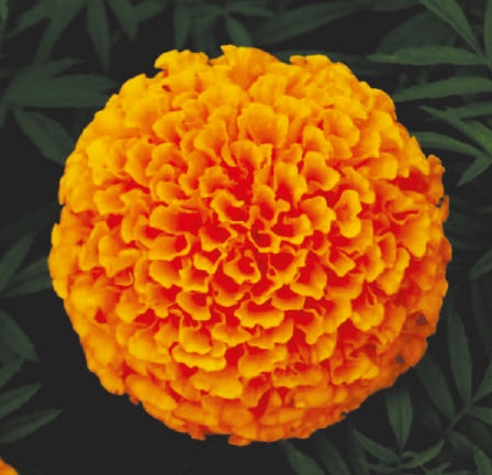 Narnagi Marigold Seeds