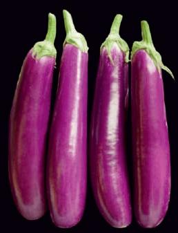 Natural Purple Long Brinjal Seeds, for Seedlings, Packaging Type : Plastic Pouch
