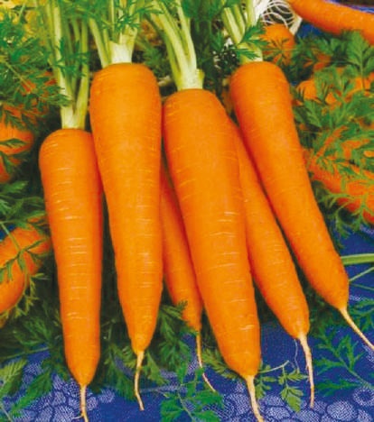 Natural Rocky Carrot Seeds, for Seedlings, Packaging Type : Plastic Packet