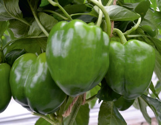 Natural Safal Wonder Capsicum Seeds, for Agriculture, Packaging Type : Packet