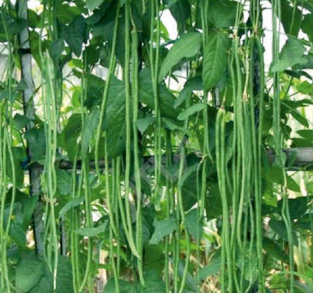 Sel.SSB 797 Beans Seeds