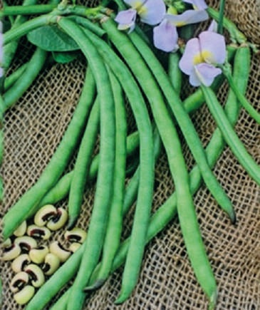 Natural SSB 109 Beans Seeds, for Seedlings, Packaging Type : Plastic Packet