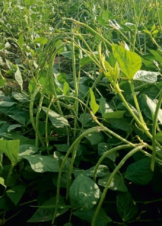 Natural SSB 209 Beans Seeds, for Seedlings, Packaging Type : Plastic Pouch