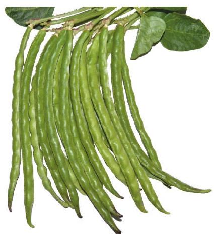 Natural SSB 311 Beans Seeds, for Seedlings, Packaging Type : Plastic Packet