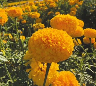 Sunheri Marigold Seeds, for Agriculture, Agriculture, Packaging Type : Plastic Packets