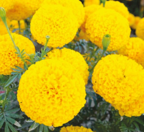 Victoria Marigold Seeds, for Agriculture, Agriculture, Packaging Type : Plastic Packets