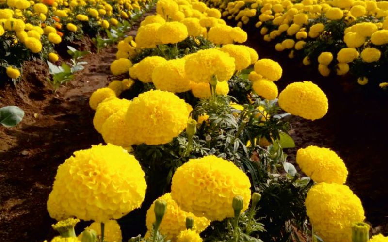 Yellow Passion Marigold Seeds