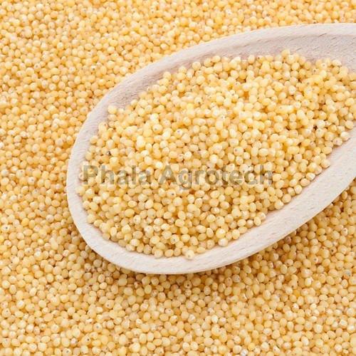 Yellow Indian Little Millet, for Cooking, Cattle Feed, Style : Dried