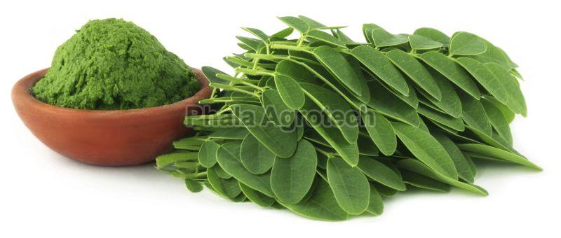 Moringa Leaf Powder, Style : Dried
