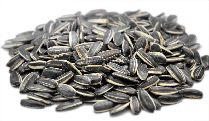 Black Sunflower Seeds, for Cooking, Packaging Type : Gunny Bag