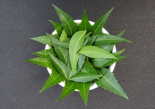 Green neem leaf, for Cosmetic, Medicine, Gender : Unisex