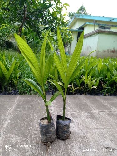Natural Betel Nut Plant, Color : Green