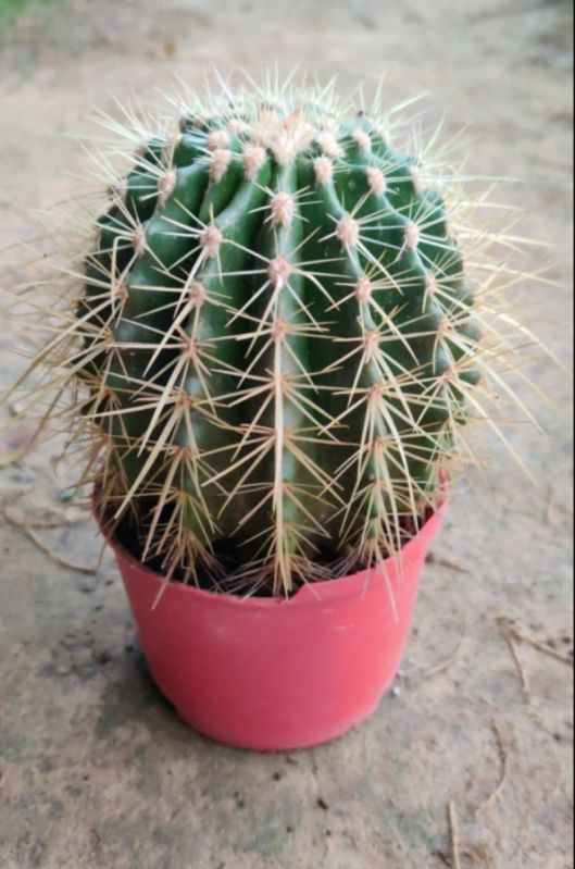 Green Natural Cactus Plant, for Garden, Style : Fresh