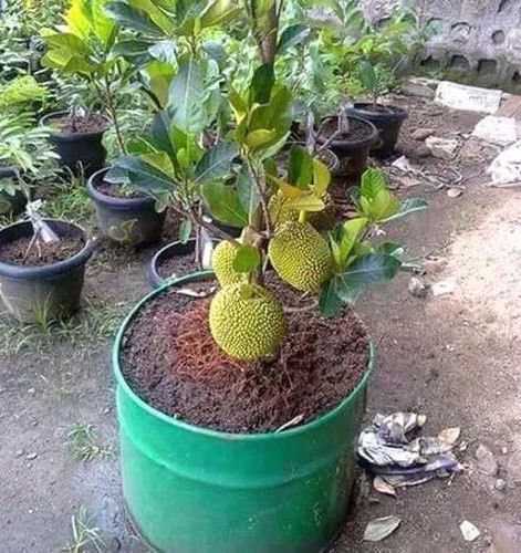 Green Jackfruit Plant