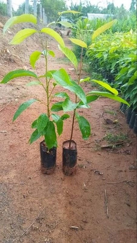 Mahogany Plant, for Outdoor, Color : Green