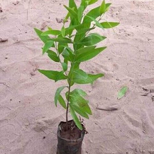 Green White Sandalwood Plant, for Furniture