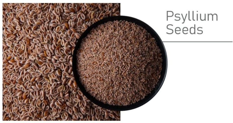 Natural psyllium seeds for Agriculture