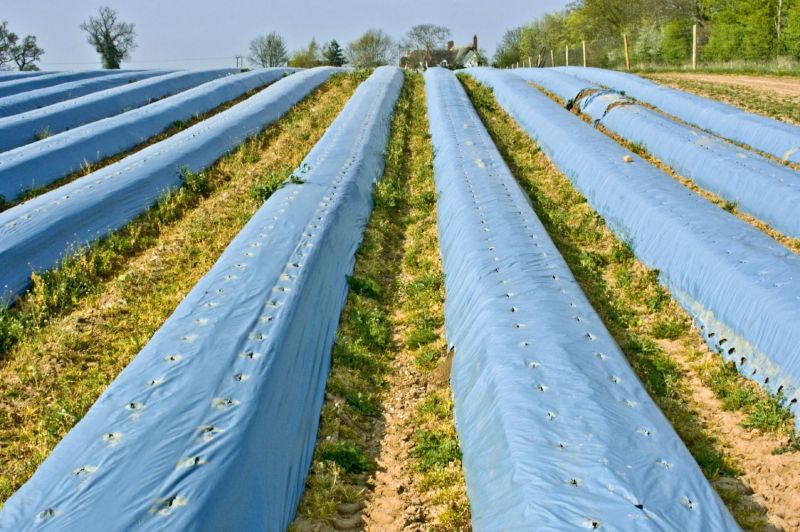 Plastic Agricultural Mulch Film, Length : 200 To 1000 Mtr