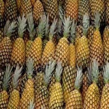 A Grade Fresh Pineapple, for Juice, Food, Packaging Size : 20 Kg