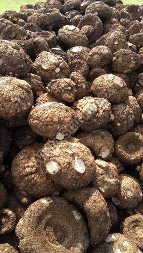 Brown Whole Elephant Yam Suran, for Cooking, Packaging Size : 20 kg