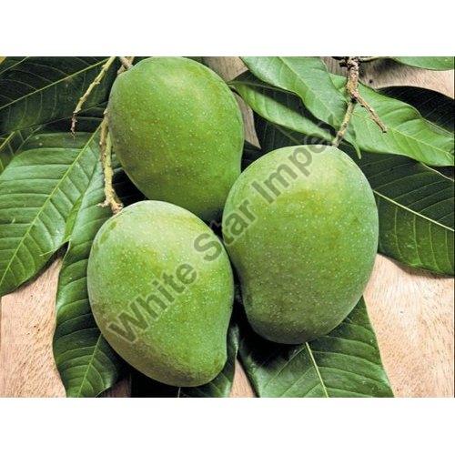 Natural Green Organic Raw Mango, Packaging Type : Bag
