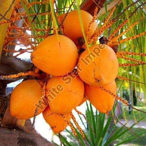 Organic Orange Tender Coconut, Packaging Type : Bag