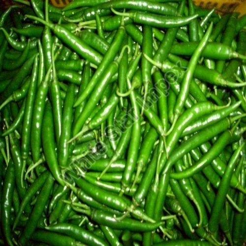 Spicy Green Chilli, for Cooking, Packaging Size : 20 kg