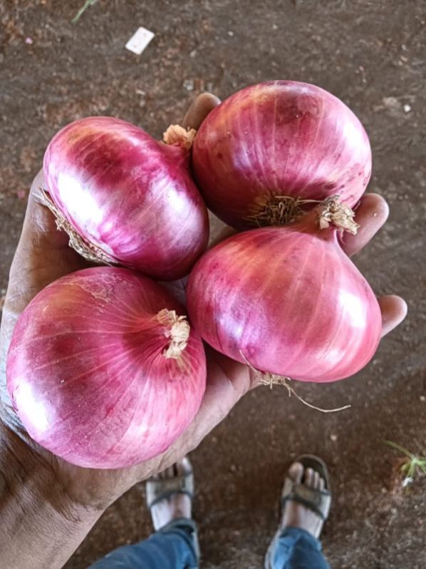 Fresh Garva Onion