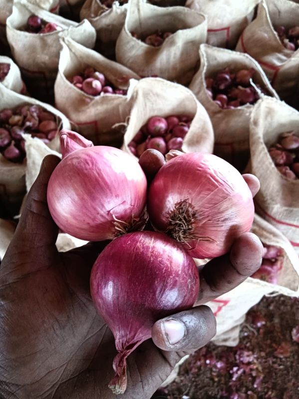 Fresh Garva Onion