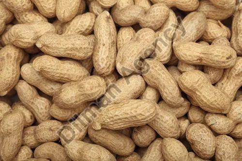 Brown Shelled Groundnuts, for Making Flour, Making Oil, Packaging Type : PP Bag