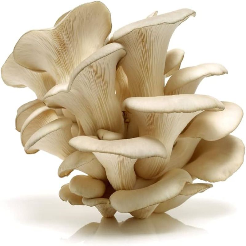 Creamy Oyster Mushroom, for Cooking