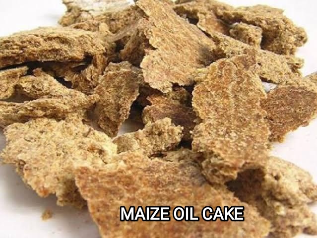 Maize Oil Cake for Cattle Feed