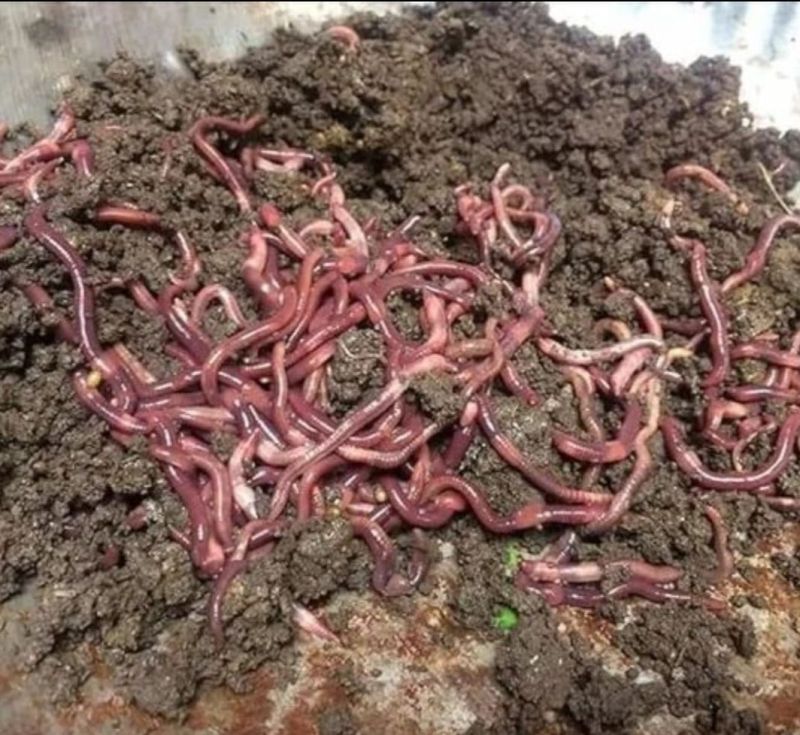 Eisenia Fetida Earthworm