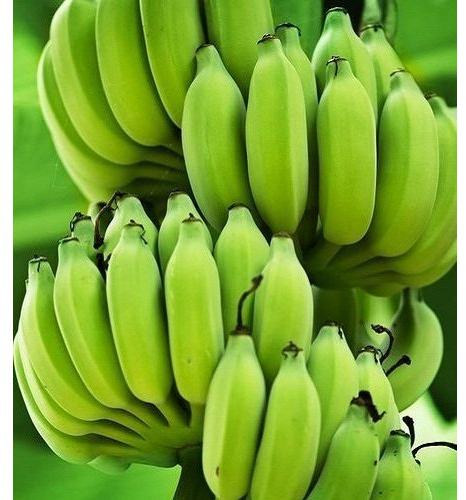 Organic Natural Green Banana for Human Consumption