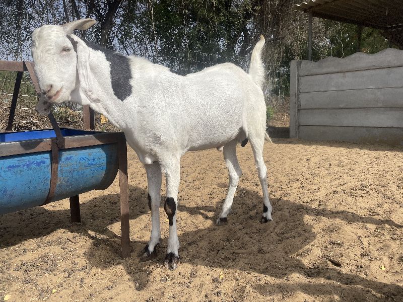 Sirohi Goat