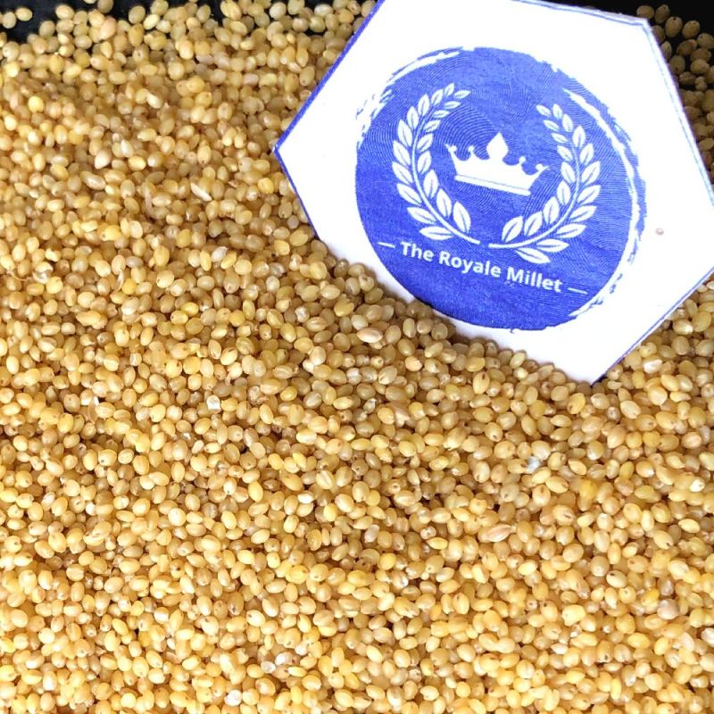 Foxtail Millet - Thinai