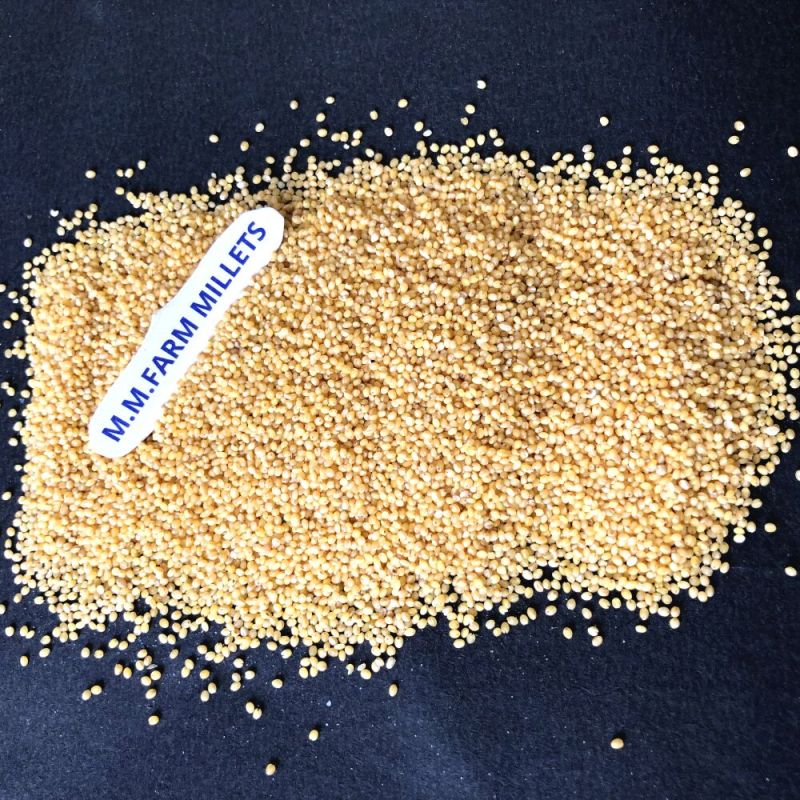 Foxtail Millet - Thinai