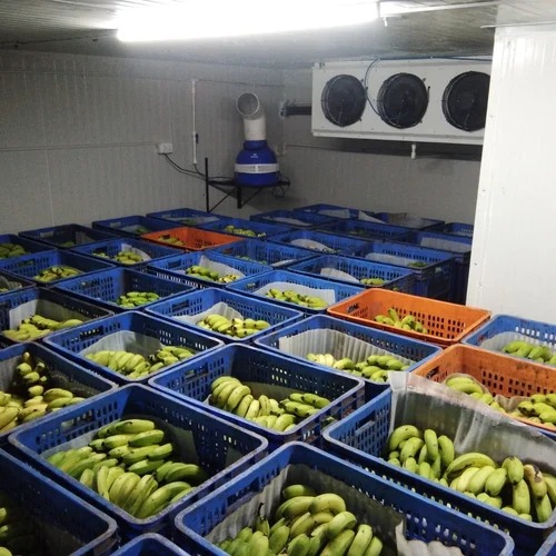 Automatic Fruit Ripening Chamber Services
