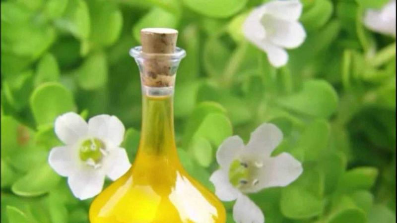 Yellow Brahmi Oil Soluble Extract, Packaging Type : Galss Bottel