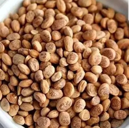 Brown Raw Natural Charoli Seeds, Packaging Size : 20 Kg