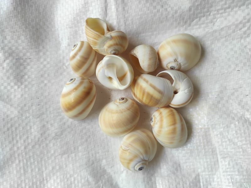 Natural Products Natica Vitellus Seashell, Color : Cream Colour