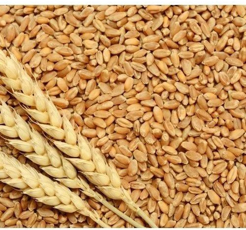 Organic Wheat Grains for Cooking, Bakery Products