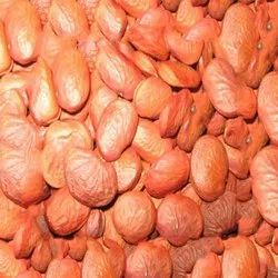 Natural Karanja Seeds for Ayurvedic Medicine