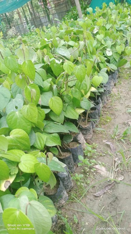 Organic Black Pepper Plant, Color : Green
