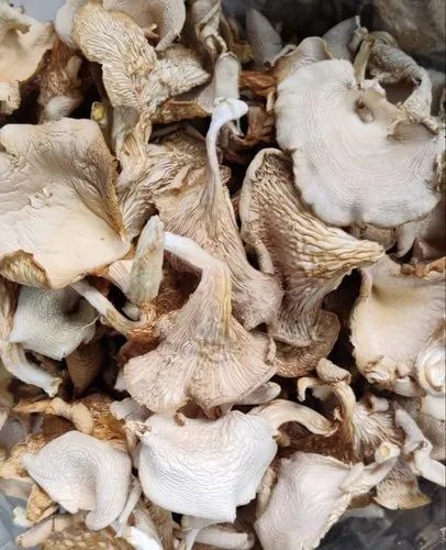 Dried Oyster Mushrooms, Packaging Type : PP Bag