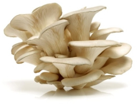 Dry Oyster Mushrooms, Packaging Type : PP Bag