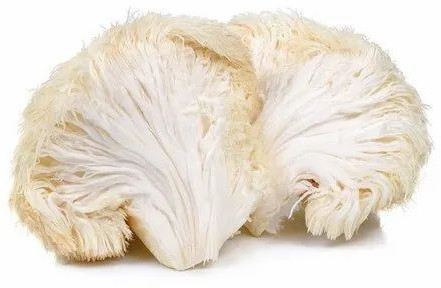 Organic fresh lions mane mushroom for Medicinal Use
