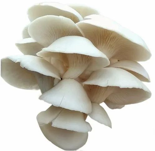 Fresh Oyster Mushrooms, Quality Available : A Grade