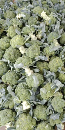 Fresh broccoli for Cooking