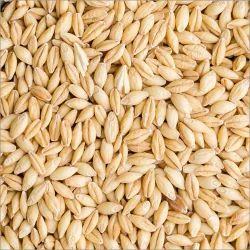 Barley Seeds for Food Processing